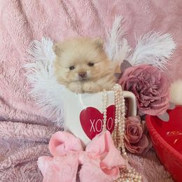 Pomeranian Puppies from Floki & Fibi Pomeranians