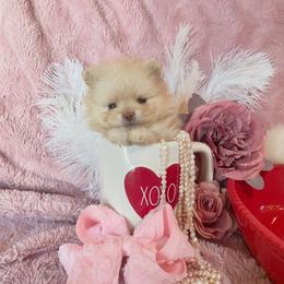 Pomeranian Puppies from Floki & Fibi Pomeranians