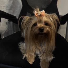 Yorkshire Terrier All Grown Up from Alina's Royal Yorkies