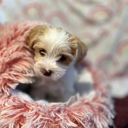Powder Puff - Parti female Yorkshire Terrier puppy in Sacramento County, California from WiseGuys Love Yorkies