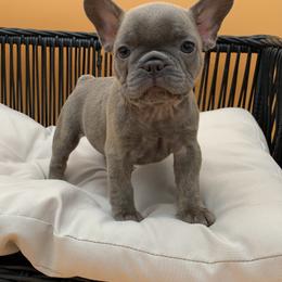 Trina - Brindle female French Bulldog puppy in Minneapolis, Minnesota from Flyazz Frenchies Kennels