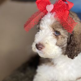 Sweet Caramel Frappé - Goldendoodle puppy in Charlotte, North Carolina from Ben and Jerry Doodles
