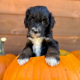 Bacon - Mint Collar - Tri-color male Bernedoodle puppy in Buena Vista, Colorado from Mountain Poppy Bernedoodles