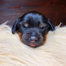 Lyra - Black and tan female Dachshund puppy in Washburn, Tennessee from Clinch Mountain Dachshunds