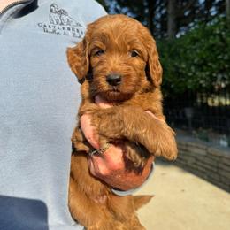 Dark Blue - Red  male Goldendoodle puppy in Indian Trail, North Carolina from Castleberry Doodles and Poodles