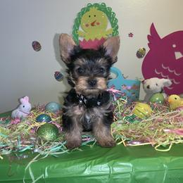 Pomeranian and Yorkshire Terrier Puppies from Melrey's paws