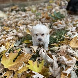 Zero - Cream Maltipoo puppy in Allentown, Pennsylvania from Maltipoos by Poodles Are Mixy