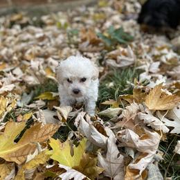 Zero - Cream Maltipoo puppy in Allentown, Pennsylvania from Maltipoos by Poodles Are Mixy