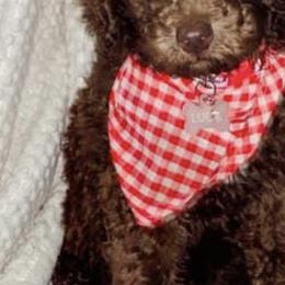 Cavapoos, Goldendoodles, and Poodles from Pearls & Curls doodles & poodles