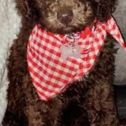 Cavapoos, Goldendoodles, and Poodles from Pearls & Curls doodles & poodles