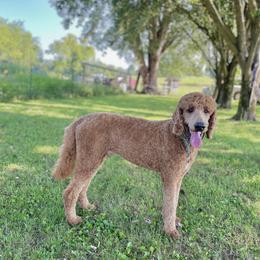 Bruno - Labradoodle