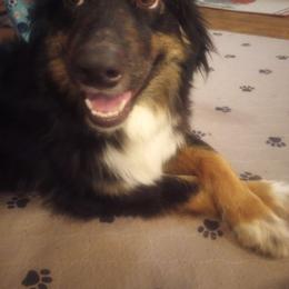 Cinder - Australian Shepherd