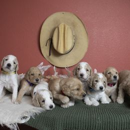 Bernedoodle and Goldendoodle Puppies from Gold Diamond Pup