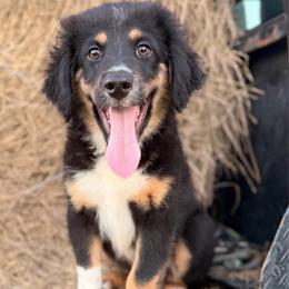 Red - Black tri male Miniature Australian Shepherd puppy in 32046, Florida from River Hill Ranch