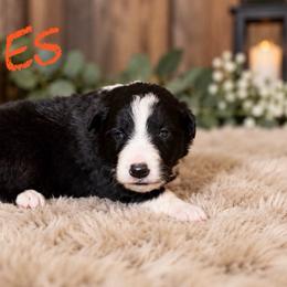 Hades - Black male Border Collie puppy in Sanger, California from Flying M Cactus Ranch Buddies