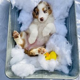 Australian Shepherd Puppies from Aussome Okie Aussies