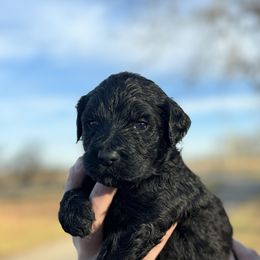 Coal - Black male Goldendoodle puppy in Fairmount, Georgia from Muscadine Meadows Farm