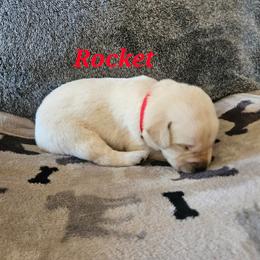 Rocket-Red vollar - Yellow male Labrador Retriever puppy in Davenport, Washington from LynnDee's Kennel