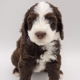 Sherman - Blue Collar - Brown and white male Bernedoodle puppy in Lehi, Utah from Our Little Farm Life Doodles