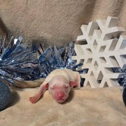 Paprika - White and black male Dalmatian puppy in Claremore, Oklahoma from Lotsofdots Dalmatians
