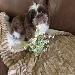 Clyde - Shih Tzu