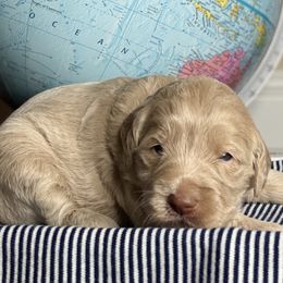 Goldendoodle Puppies from Kingwood Goldendoodles