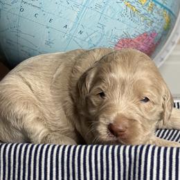 Goldendoodle Puppies from Kingwood Goldendoodles
