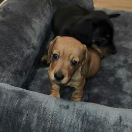 Dolly - Red female Dachshund puppy in Littlestown, Pennsylvania from Redeemer's Dachshunds