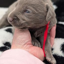 Def Leppard - Blue male Weimaraner puppy in Evart, Michigan from Drehbar Weimaraners