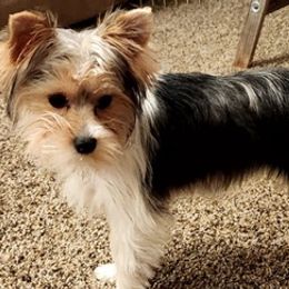 Yorkshire Terriers from Harper's Yorkies