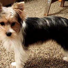 Yorkshire Terriers from Harper's Yorkies