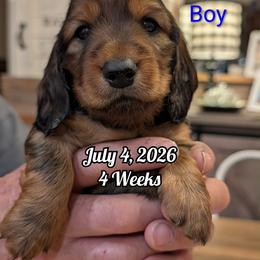 Boy 1 - Red male Dachshund puppy in Bluff City, Tennessee from Sidanelv Dachshunds