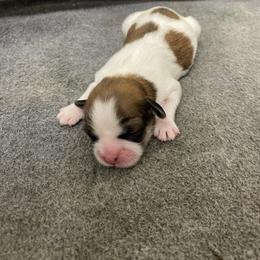 Lulu - Sable and white female Shih Tzu puppy in Reddell, Louisiana from TINYSHIHTZUFURU
