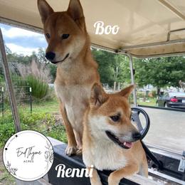 Boo-boo - Shiba Inu