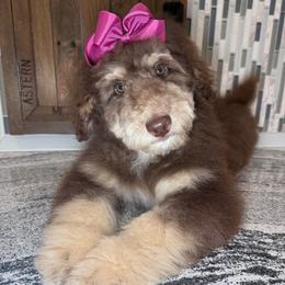 Penny - Red phantom female Aussiedoodle puppy in Buffalo, Illinois from Pear Tree Pups