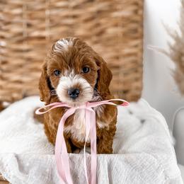 It's The Little Things- Warm Cookies - Red  female Goldendoodle puppy in Russell Springs, Kentucky from Milk & Honey Doodles