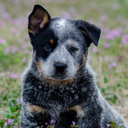 Rocky - Blue male Australian Cattle Dog puppy in Fairview, Oklahoma from Flying D Kennels