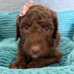 Mouse (Brown Girl) - Red  female Goldendoodle puppy in Toledo, Ohio from Avery Doodle Day LLC