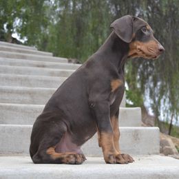 Doberman Pinscher Puppies from Obsidian Kennels