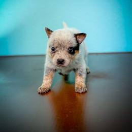 Blue collar - Blue speckled male Australian Cattle Dog puppy in Spokane, Washington from 4D Cattle Dogs