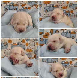 Girl 4 - Yellow female Labrador Retriever puppy in Holyoke, Massachusetts from Urban Oak Labradors LLC