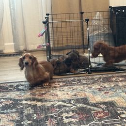 Dachshund Puppies from Blarneydachs Dachshunds