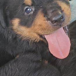 Rottweilers from Emperor Rottweilers