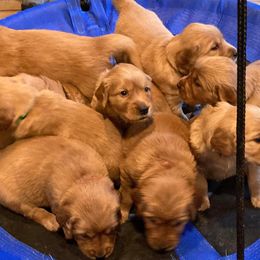 Girl 4 - Dark golden Golden Retriever puppy in Salem, Oregon from Baker’s Goldens