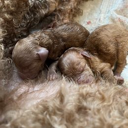Poodle Puppies from Breahna Snay