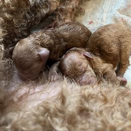 Poodle Puppies from Breahna Snay