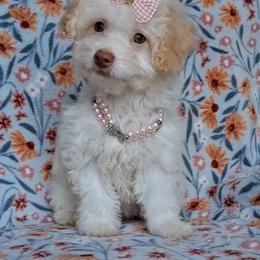 Shasta - White female Maltipoo puppy in Crestview, Florida from Little Cupcakes and Little Pumpkins Maltipoos