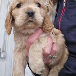 Dove - Buff female Cocker Spaniel puppy in Platteville, Wisconsin from Elk Grove Cocker Spainels