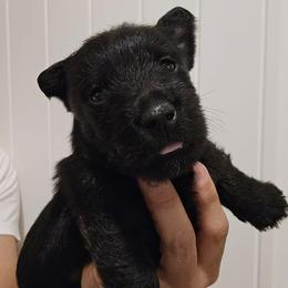 Female1 - Black female Scottish Terrier puppy in Conroe, Texas from Scotch McLaren Terriers