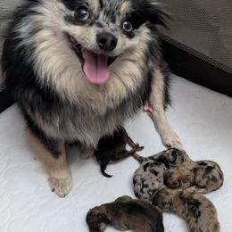 Pomeranian Puppies from Twistedly Sweet Poms